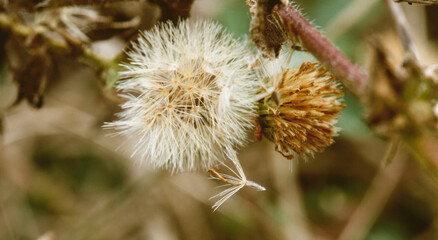 thistle flower