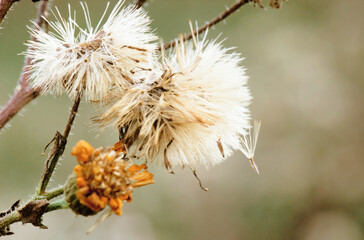 seed of a willow