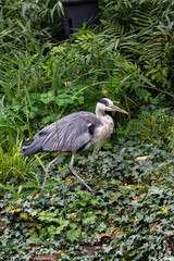 Gray heron near to the water in park