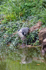 Gray heron near to the water in park