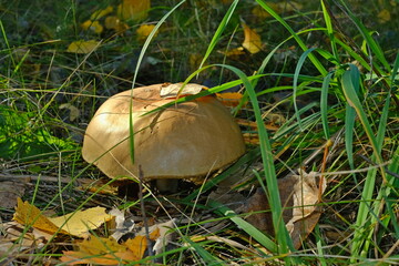 mushroom in the grass