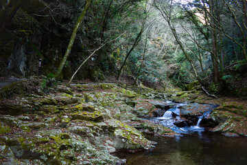 stream in the woods