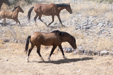 Wild horse in the middle in the desert 