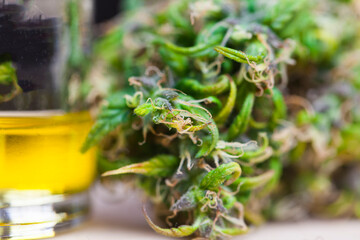 Medical marijuana cannabis cbd oil