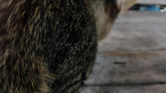 The fluffy cat was moving, the body was taken from behind.