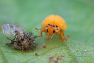 The newly emerged Ladybug perches on the weeds