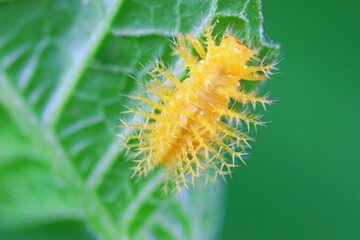 Ladybug larvae live on weeds