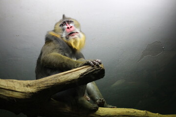 monkey chimpanzee sitting on a branch animal in the enclosure