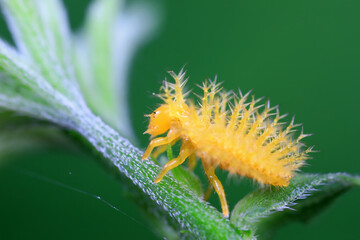 Ladybug larvae live on weeds