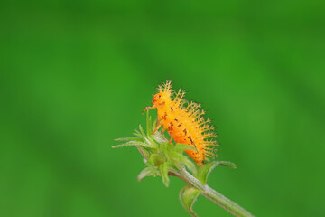 Ladybug larvae live on weeds