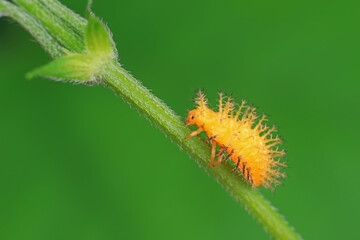 Fototapeta premium Ladybug larvae live on weeds