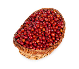 Indian Fruit Red Berry Also Know as Bor, Bora or Bore Isolated on White Background