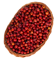 Indian Fruit Red Berry Also Know as Bor, Bora or Bore Isolated on White Background