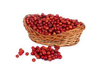 Indian Fruit Red Berry Also Know as Bor, Bora or Bore Isolated on White Background