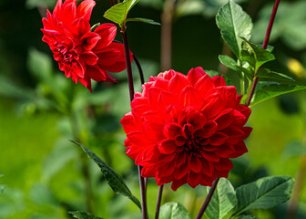 Red flowers of dahlias on a background of green leaves.