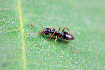 Ants on wild plants, North China