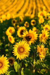 sunflowers field in full sun in Provence, yellow background
