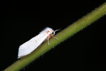 Moths on leaves in nature, North China Plain