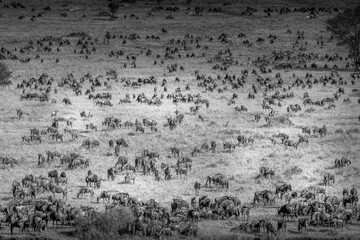 Aerial view of Gnu and Zebra on the Maasai Mara plain during the great migration