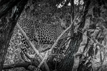 Female leopard standing on tree branches in dense bushes