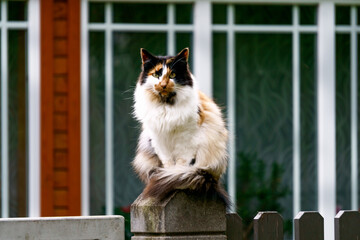 A young white-red fluffy cat is resting on the fence.