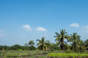 Fototapeta na wymiar Coconut plantation and many banana trees plantation, very sunshine with clear sky