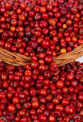 Indian Fruit Red Berry Also Know as Bor, Bora or Bore Isolated on White Background