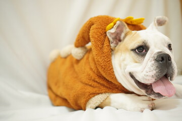 イングリッシュブルドッグ　子犬　トナカイ衣装　写真22