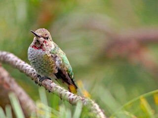 hummingbird on a branch