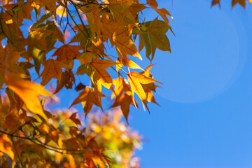 Season-limited nature Ginkgo and maple red