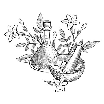 vector drawing jasmine essential oil