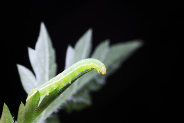 Small cotton bridge worm inhabits plants, North China