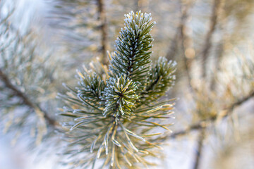 A twig of a Christmas tree with needles in hoarfrost on a frosty day