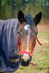 Fototapeta premium Portrait of zemaitukas breed horse with caparison