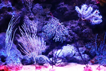 Naklejka na ściany i meble Fish in an aquarium. Oceanarium. Ocean fish in the aquarium. Nature protection concept. Fish underwater in the aquarium