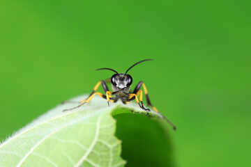 mud dauber live on green leaves