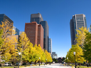 東京都　丸の内オフィスビル街とイチョウ並木