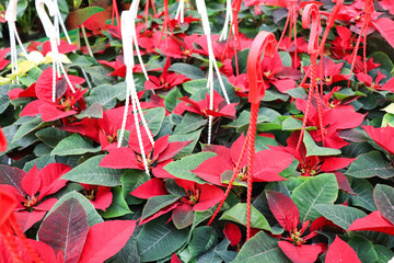Christmas gift. poinsetia beautiful houseplant with red flowers