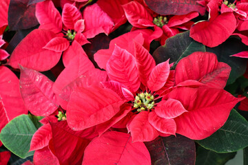 Christmas gift. poinsetia beautiful houseplant with red flowers