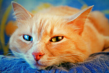 Ginger cat eyes of different colors closeup. Red ginger cat face and cute eyes laying in house. Pet red color with heterochromia eyes. Stay at home, comfort, nap concept, ginger red fur happy cat face