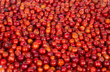 Indian Fruit Red Berry Also Know as Bor, Bora or Bore