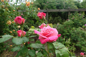 Rose garden in bloom.