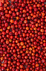 Indian Fruit Red Berry Also Know as Bor, Bora or Bore