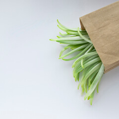  Wild leek sprouts in a paper bag. Fresh herbs for a healthy diet, a source of vitamins. White background. Place for your text.