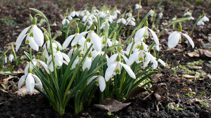 Snowdrops. White spring flowers