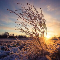 Brightly lit frozen, snow covered plants during the sunrise hour. Small winter svenery with a first snow in the morning. Roadside plants with snow during vibrant sunrise.