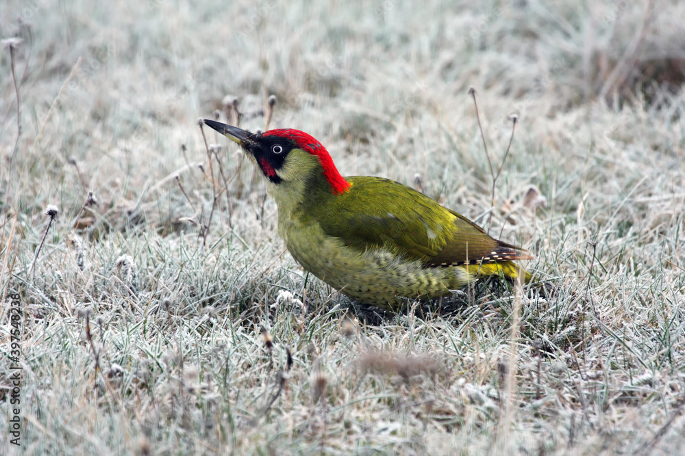 Wall mural The European green woodpecker (Picus viridis) searching for food in the winter snow. A large green woodpecker with a red head in the white grass thanks to the hoarfrost.