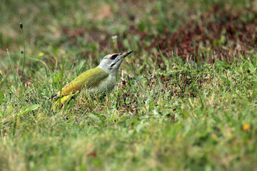 The grey-headed woodpecker (Picus canus) male sitting in the grass. Male large green woodpecker sitting in a meadow in search of food.