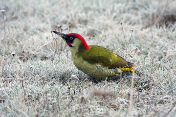 The European green woodpecker (Picus viridis) searching for food in the winter snow. A large green woodpecker with a red head in the white grass thanks to the hoarfrost.