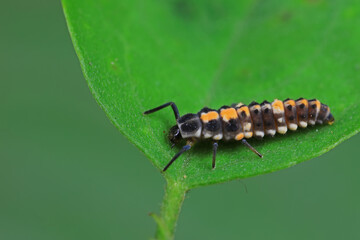 Ladybug larvae live on weeds